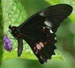 Swallowtail