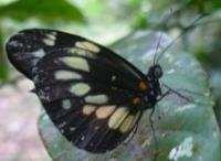 Clearwinged 