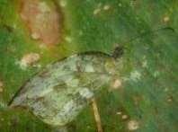 Torquatus 