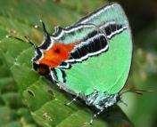 White-tipped