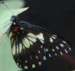 Brown-barred