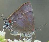 7-V