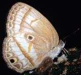 7-PP Arumecla