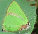 7-FF Hirsuta 