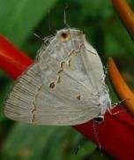 Hairstreak