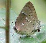 Red-spotted 