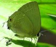 Black-spot 