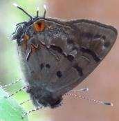 White-spotted 