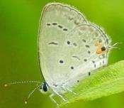 Hairstreak