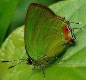 Terentia 