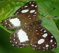Metalmark