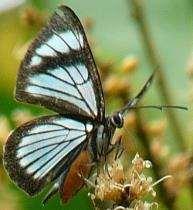 Chorinea