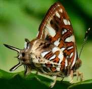 Metalmark