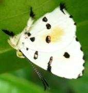 Tricolored 