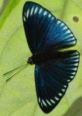 Irenia 
