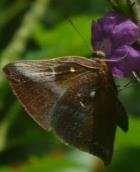 Metalmark