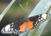 Harmonia