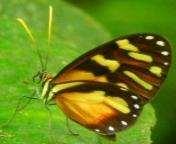 Clearwing