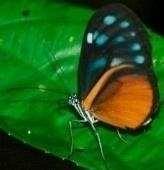 Rubescens 