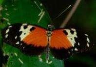 Longwing