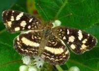 female