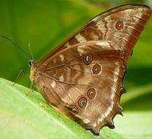 Common