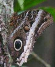 Cypris