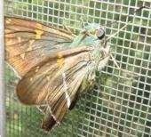 Epargyreus sp.