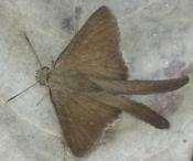 Longtail