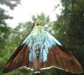 Flasher
