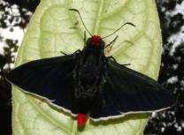 Red-headed 