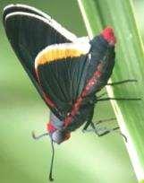 Skipper