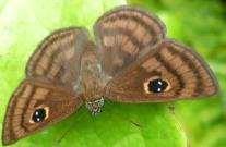 43-B Polyctor