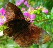 TuftedSkipper