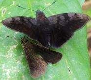 Lyrcaea