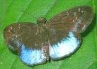 Moyo