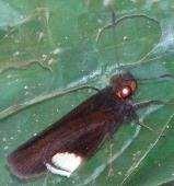 Complanula