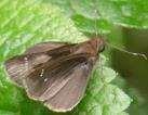 Decora Skipper
