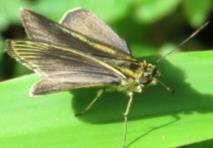 Bottom-spotted