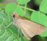 Alumna Skipper