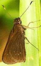 Vetula Skipper