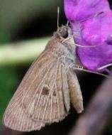 Skipper Bill