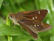 Midgley Maris