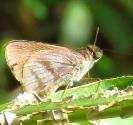 Skipper