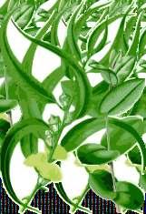 EUCALYPTUS Ασβέστιο Φώσφορος Νάτριο (Χλωριούχο) ΒΙΤΑΜΙΝΕΣ: (E672)Βιταμίνη Α (E671)Βιταμίνη D3 (3a700)Βιταμίνη E (Ε1)Σίδηρος (Θειικός) (Ε6)Ψευδάργυρος (Οξείδιο) (Ε5)Μαγγάνιο