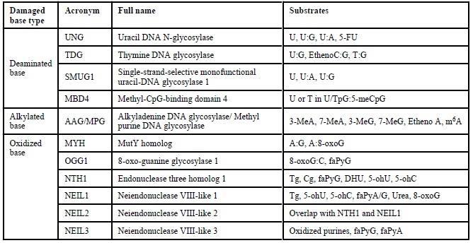 30 επεκτείνουν το αρχικό μονόκλωνο κομμάτι DNA. Με την ολοκλήρωση του δεύτερου βήματος πυροδοτείται ο μηχανισμός της εκτομής νουκλεοτιδίων.