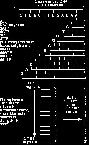 DNA sequencing with chainterminating