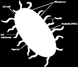 δομές Μονοκύτταροι οργανισμοί, βακτηρια