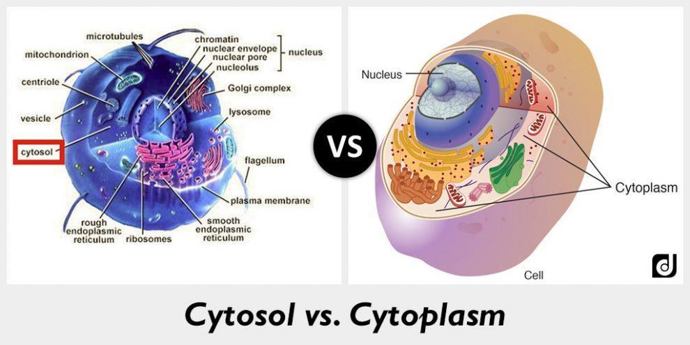 Κυτταρόπλασμα Λειτουργικά χωρίζεται σε Κυτταροδιάλυμα (Cytosol) Ενδοκυττάριο υγρο Σημείο χημικών αντιδράσεων