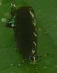 Lincoides 